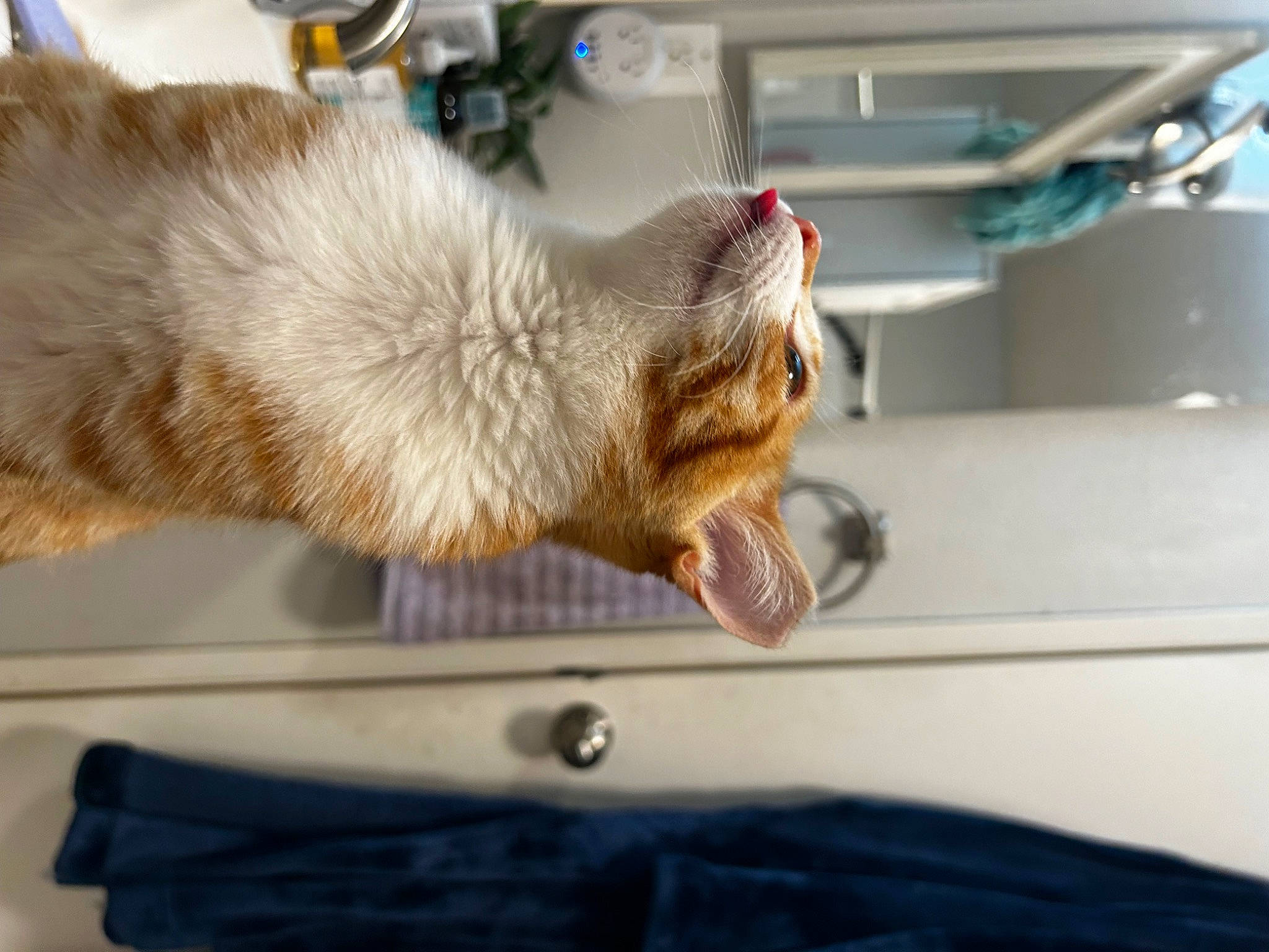 Archie is registered to the contest to win money with this photo: canidae, carnivore, cat, claw, collar, comfort, companion_dog, dog_breed, ear, fawn, felidae, fur, gesture, paw, small_to_medium_sized_cats, snout, sporting_group, tail, whiskers, wood