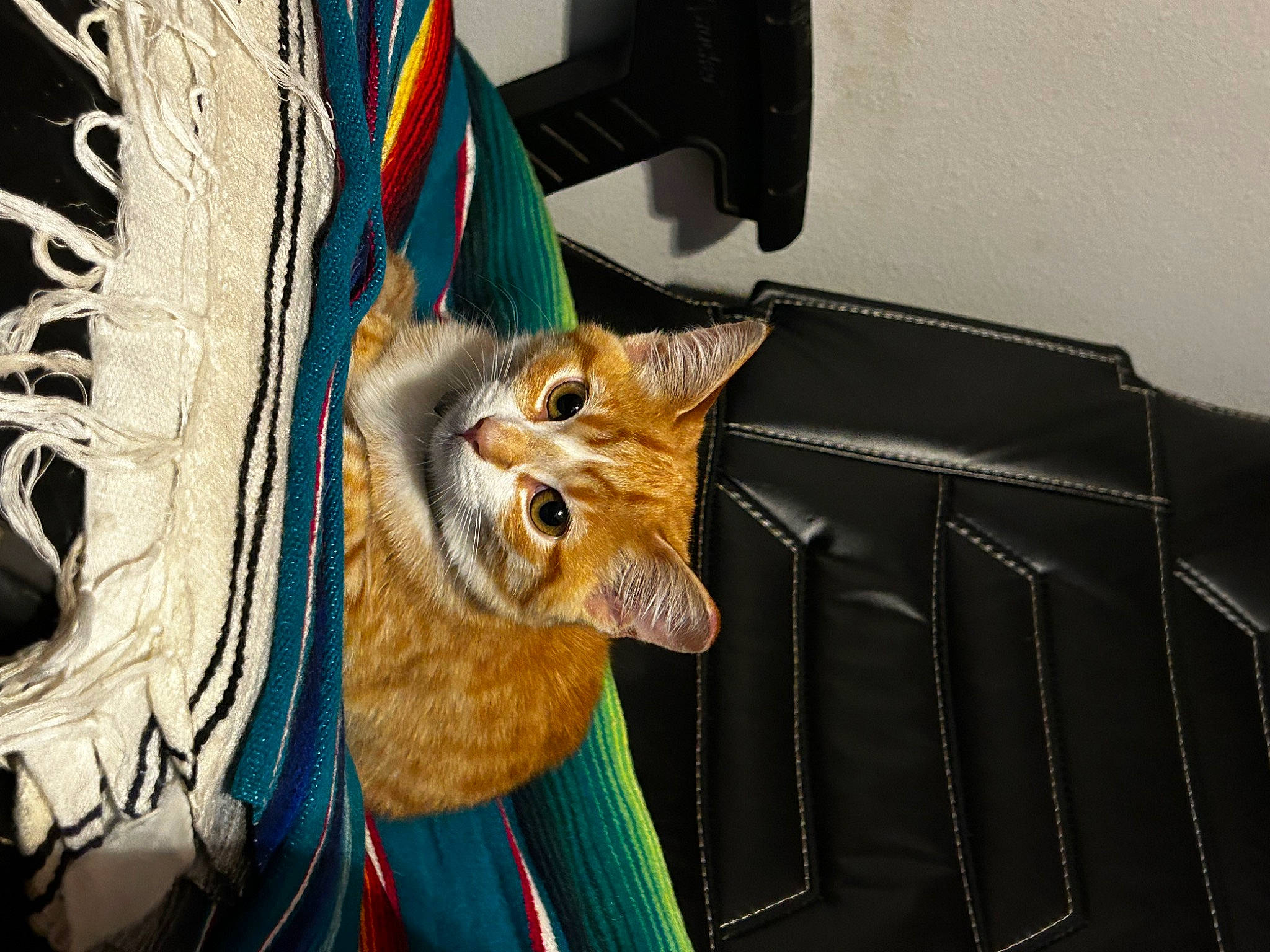 Archie is registered to the contest to win money with this photo: art, bag, camera, carnivore, cat, couch, domestic_short_haired_cat, electric_blue, fashion_accessory, fawn, felidae, fur, linens, luggage_and_bags, small_to_medium_sized_cats, snout, tail, textile, whiskers, wood