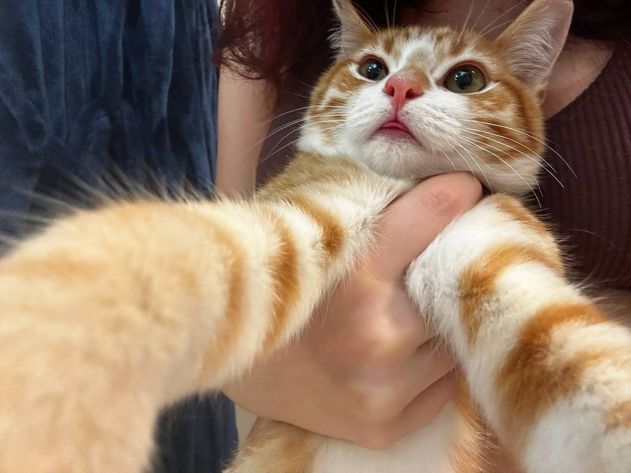 Archie is registered to the contest to win money with this photo: carnivore, cat, claw, comfort, domestic_short_haired_cat, fawn, felidae, foot, fur, gesture, human_leg, nail, paw, photo_caption, small_to_medium_sized_cats, snout, tail, thumb, toe, whiskers