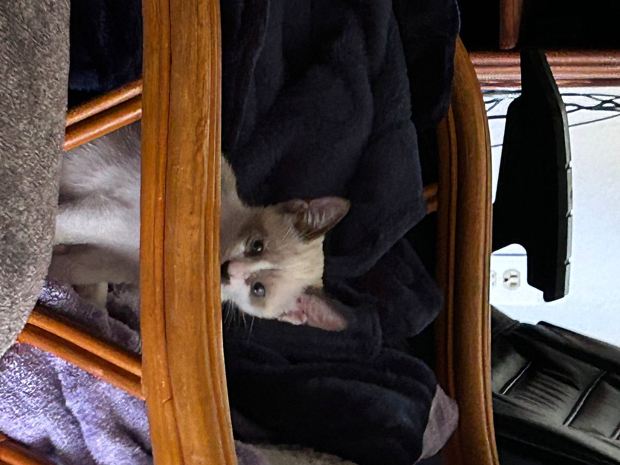 Celica is registered to the contest to win money with this photo: canidae, carnivore, cat, cat_supply, comfort, dog_breed, domestic_short_haired_cat, fawn, felidae, fur, hardwood, sitting, small_to_medium_sized_cats, snout, tail, whiskers, wood