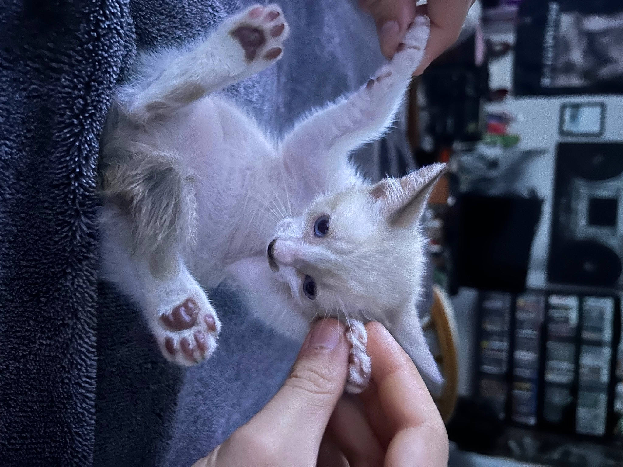 Celica is registered to the contest to win money with this photo: carnivore, cat, claw, domestic_short_haired_cat, fawn, felidae, fur, gesture, nail, paw, small_to_medium_sized_cats, snout, tail, whiskers