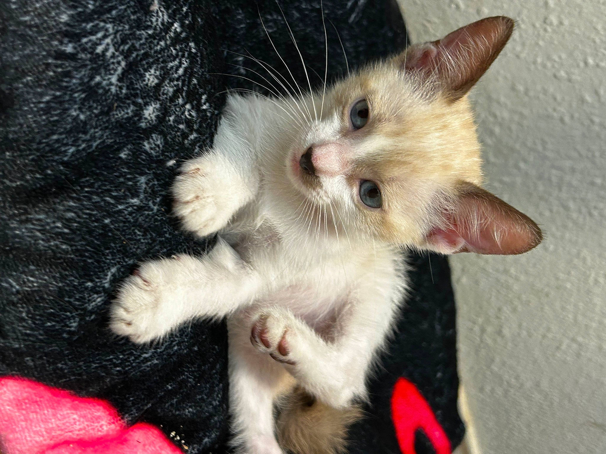 Celica joined the competition — help win amazing prizes! balinese, carnivore, cat, claw, domestic_short_haired_cat, ear, fawn, felidae, foot, fur, gesture, leg, nail, paw, small_to_medium_sized_cats, snout, tail, thai, whiskers