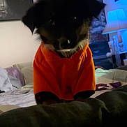 Athena is registered to the contest to win money with this photo: animal, bed, black_fur, blanket, companion, cozy, curious, cute, dog, domestic_animal, furniture, indoor, lamp, orange_hoodie, pet, portrait, puppy, small_dog, wall_art, young