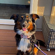Athena joined the competition — help win amazing prizes! dog, happy, tongue_out, collar, leash, deck, wooden_floor, sunlight, outdoor, pet, canine, black_fur, brown_fur, white_fur, glass_door, reflection, furniture, wicker, sitting, portrait