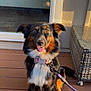 dog, happy, tongue_out, collar, leash, deck, wooden_floor, sunlight, outdoor, pet, canine, black_fur, brown_fur, white_fur, glass_door, reflection, furniture, wicker, sitting, portrait