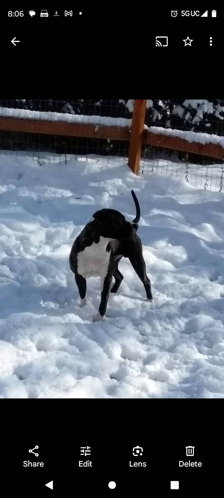 Zeke joined the competition — help win amazing prizes! canidae, carnivore, cloud, collar, dog, dog_breed, dog_collar, event, freezing, guard_dog, pet_supply, precipitation, recreation, shadow, sky, snow, sporting_group, tail, winter, working_animal