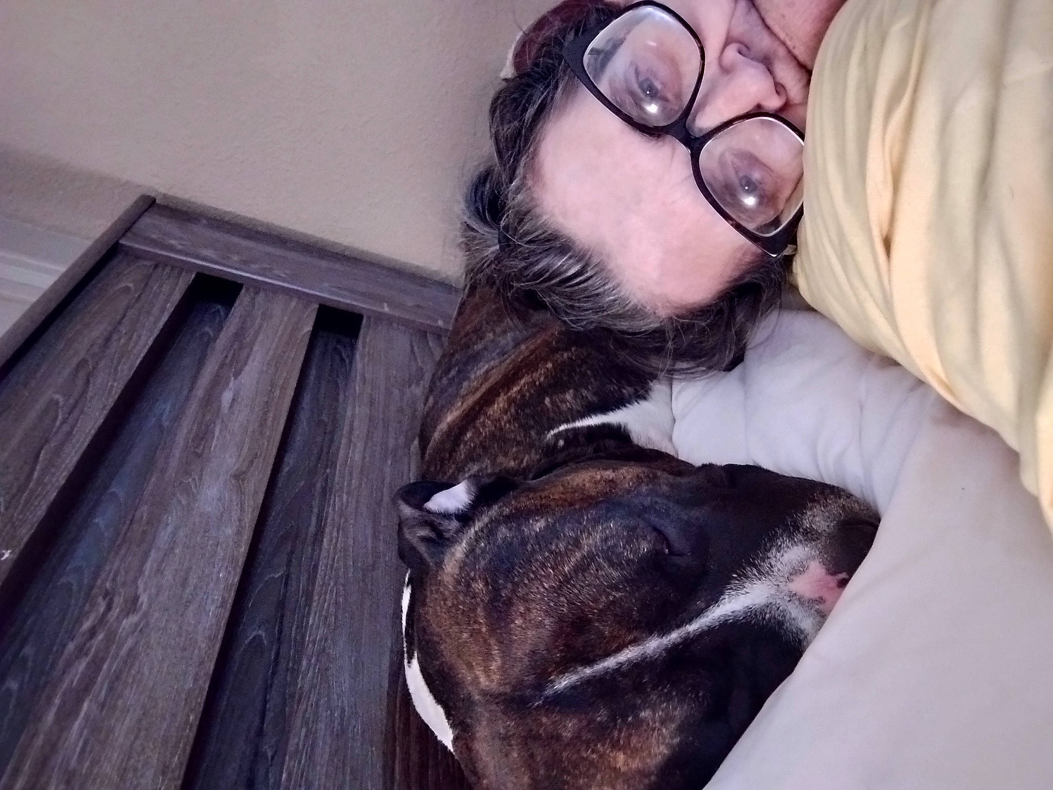 Zeke is registered to the contest to win money with this photo: beard, carnivore, comfort, companion_dog, dog, dog_breed, ear, eyewear, fawn, fur, gesture, glasses, grey, happy, jaw, liver, snout, vision_care, whiskers, wood