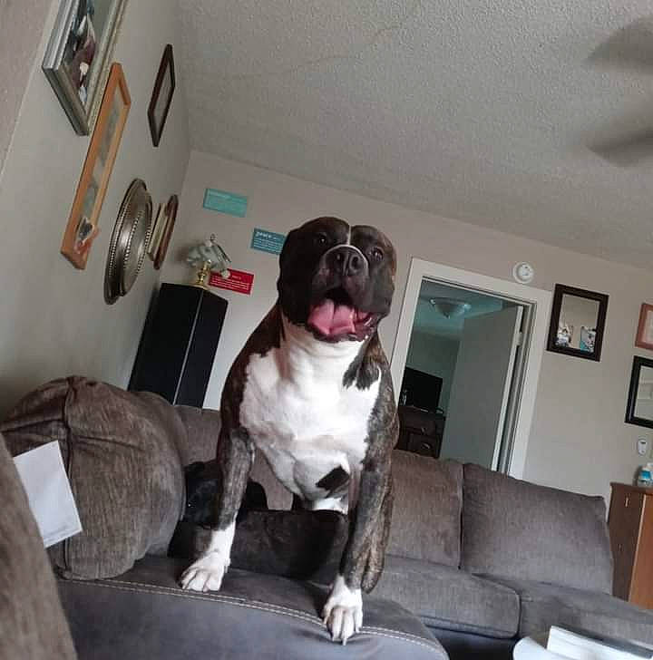 Zeke joined the competition — help win amazing prizes! canidae, carnivore, collar, comfort, companion_dog, couch, dog, dog_breed, dog_collar, fawn, fur, non_sporting_group, picture_frame, room, snout, sofa_bed, sporting_group, studio_couch, window, working_animal