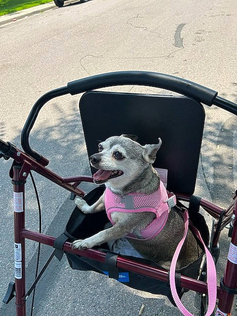 Ladybug is registered to the contest to win money with this photo: baby_carriage, bicycle, bicycle_accessory, bicycle_handlebar, bicycle_part, bicycle_tire, carnivore, collar, companion_dog, dog, dog_breed, dog_supply, leash, motor_vehicle, pet_supply, plant, spoke, tire, vehicle, wheel