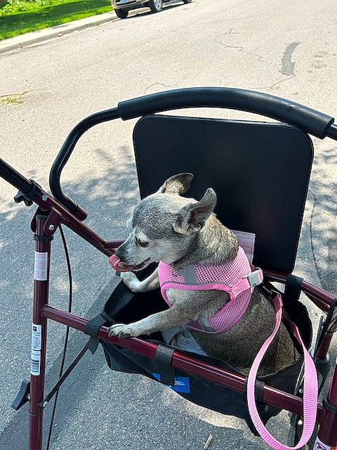 Ladybug joined the competition — help win amazing prizes! automotive_exterior, automotive_tire, baby_carriage, bag, bicycle_accessory, bicycle_handlebar, bicycle_part, bicycle_tire, carnivore, collar, companion_dog, dog, dog_breed, fawn, luggage_and_bags, motor_vehicle, plant, snout, vehicle, working_animal