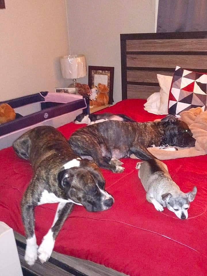 Ladybug is registered to the contest to win money with this photo: canidae, carnivore, collar, comfort, companion_dog, curtain, dog, dog_breed, fawn, flag, lamp, magyar_agar, picture_frame, rampur_greyhound, room, sighthound, sporting_group, tail, treeing_tennessee_brindle, working_animal