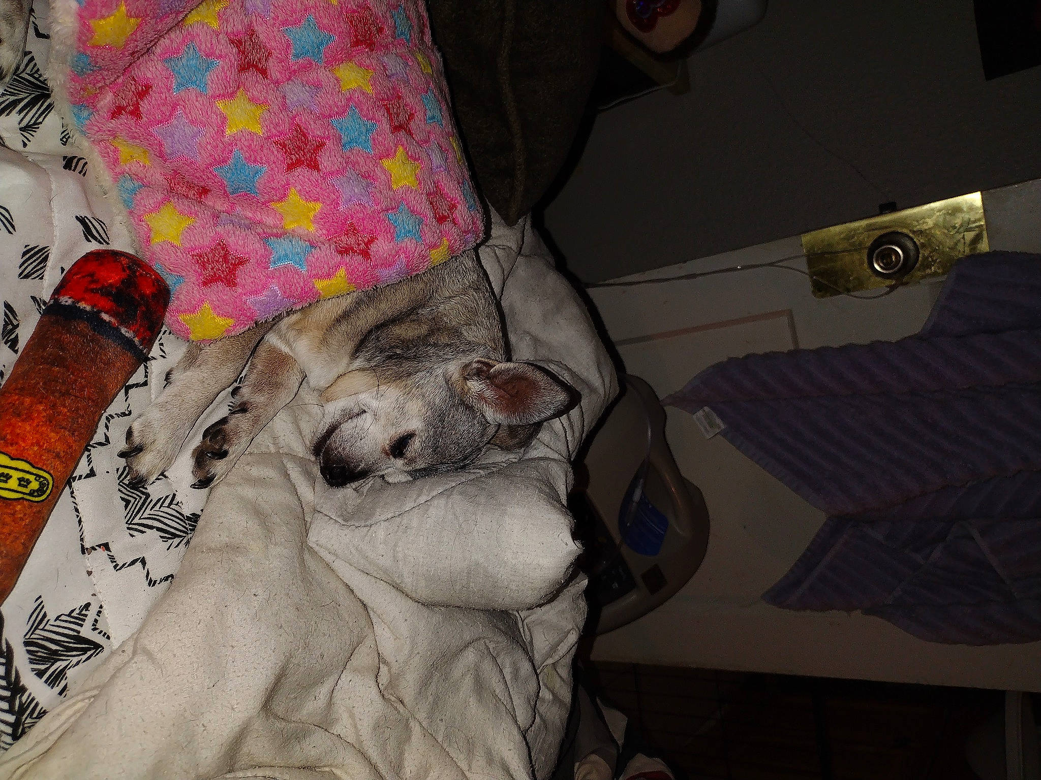 Ladybug joined the competition — help win amazing prizes! car_seat, carnivore, cat, comfort, companion_dog, domestic_short_haired_cat, felidae, fur, linens, pattern, small_to_medium_sized_cats, sporting_group, vehicle_door, whiskers