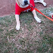 Chubby is registered to the contest to win money with this photo: animal, blurred, canine, collar, daytime, dirt_path, dog, ears, fur, grass, leash, muzzle, nature, outdoor, paw, pet, red_shirt, resting, summer, walking