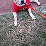 animal, blurred, canine, collar, daytime, dirt_path, dog, ears, fur, grass, leash, muzzle, nature, outdoor, paw, pet, red_shirt, resting, summer, walking