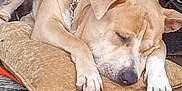 Chubby joined the competition — help win amazing prizes! animal, brown_dog, canine, collar, concrete_floor, crate, cushion, dog, domestic_animal, fur, indoor, leash, napping, paw, pet, quiet, relaxation, resting, sleeping, water_bottle