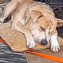 animal, brown_dog, canine, collar, concrete_floor, crate, cushion, dog, domestic_animal, fur, indoor, leash, napping, paw, pet, quiet, relaxation, resting, sleeping, water_bottle