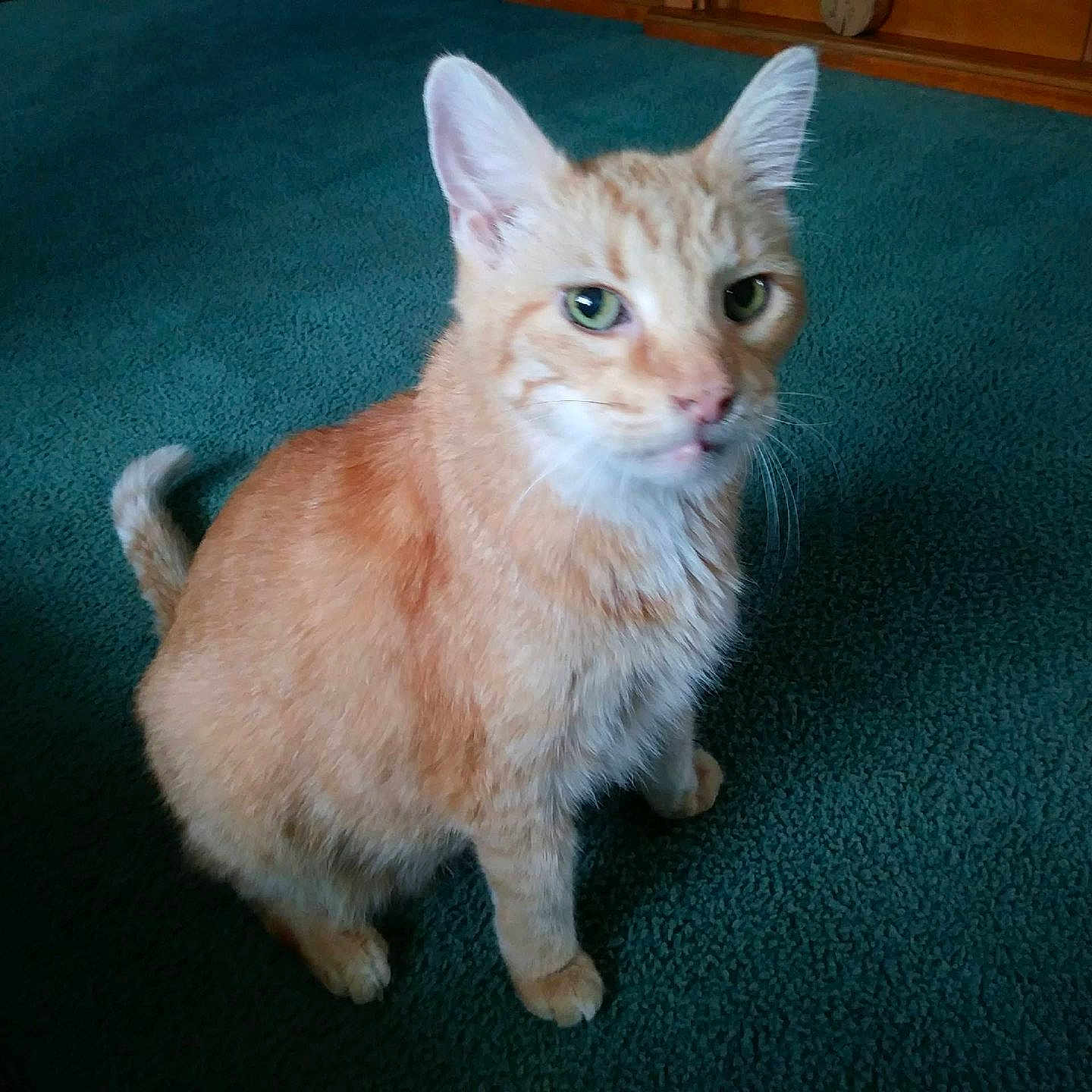 Finn is registered to the contest to win money with this photo: abyssinian, accessories, angora, animal, cat, egyptiancat, green, indoors, interiordesign, kitten, leash, manx, pet, plywood, siamese, strap, white, wood