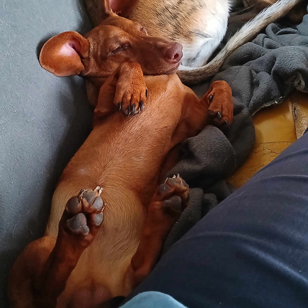 Attila