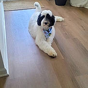 Ollie joined the competition — help win amazing prizes! dog, indoor, wooden_floor, bandana, fluffy, black_and_white, pet, lying_down, cozy, home, cute, animal, relaxed, floor, domestic, canine, fur, portrait, companion, friendly