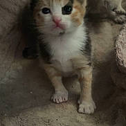 Trail Mix is registered to the contest to win money with this photo: kitten, calico, cat, baby_cat, pet, animal, feline, cute, soft_blanket, sleeping_kitten, indoor, young, fur, whiskers, small_paws, curious, resting, closeup, adorable, cozy