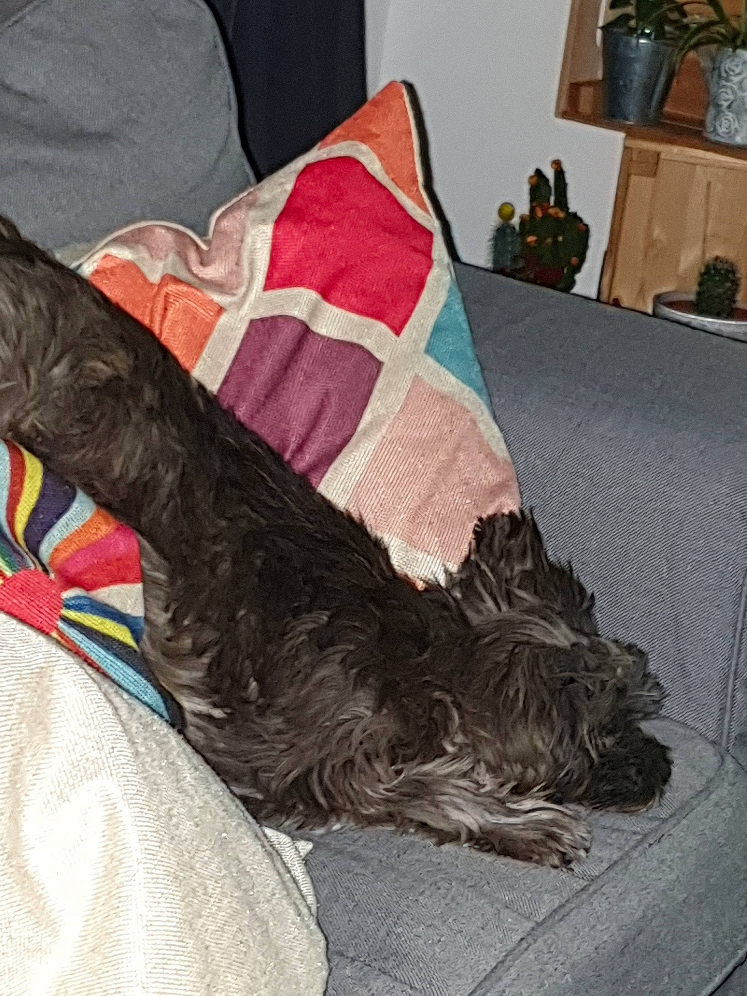Piwie a rejoint le concours — aidez-le/la à gagner de superbes lots ! cairn_terrier, canidae, carnivore, dog, dog_breed, miniature_schnauzer, nap, schnauzer, scottish_terrier, small_terrier, sporting_group, terrier