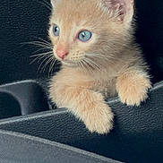 Simba is registered to the contest to win money with this photo: kitten, cat, orange_cat, blue_eyes, fur, whiskers, car_interior, cup_holder, paws, cute, pet, animal, young, close_up, curious, feline, portrait, indoor, soft_fur, small