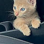 kitten, cat, orange_cat, blue_eyes, fur, whiskers, car_interior, cup_holder, paws, cute, pet, animal, young, close_up, curious, feline, portrait, indoor, soft_fur, small