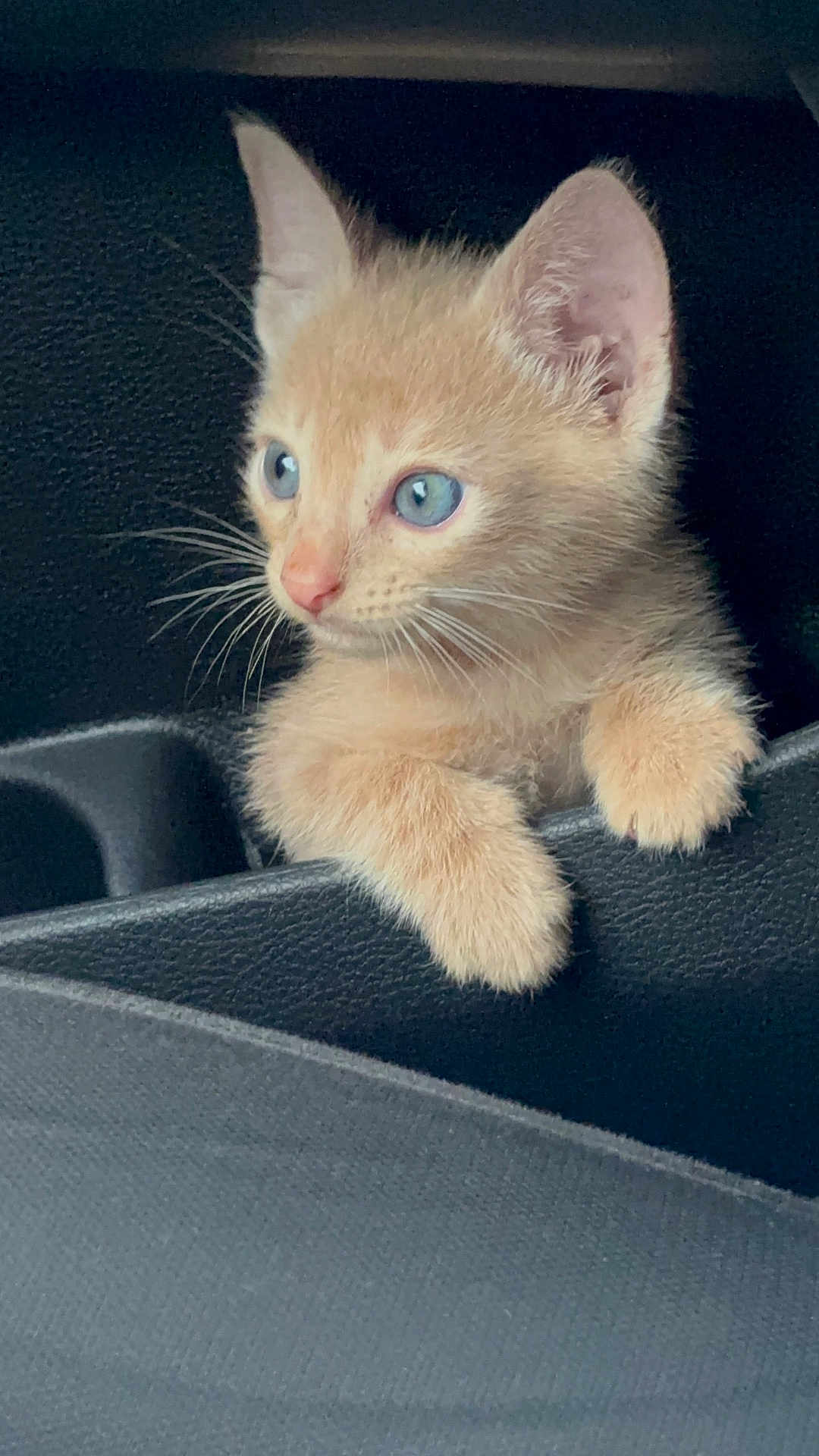 Simba