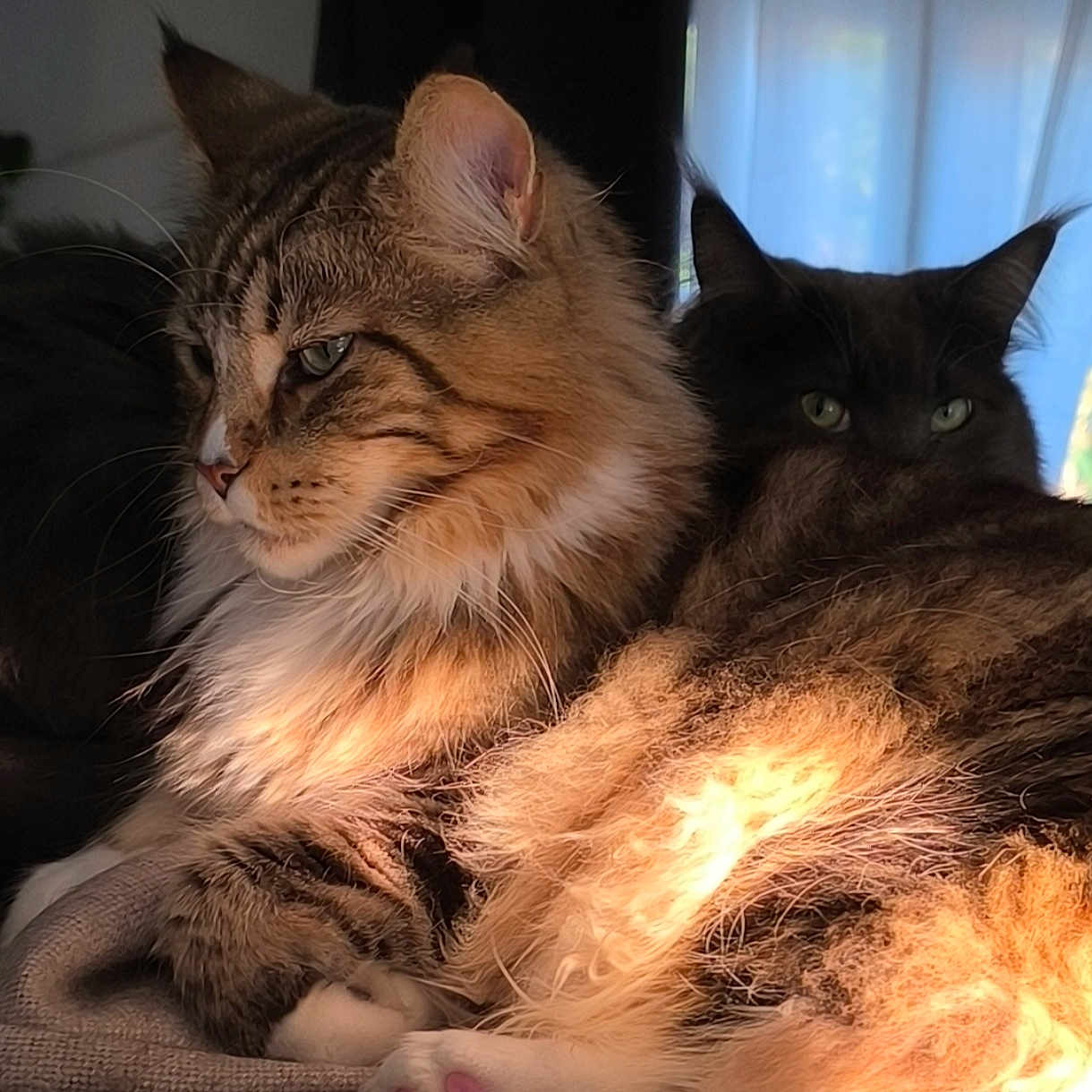 Tigrou a rejoint le concours — aidez-le/la à gagner de superbes lots ! abyssinian, angora, animal, architecture, blanket, building, cat, chair, couch, furniture, hardwood, homedecor, indoors, kitten, linen, livingroom, manx, pet, room, wood