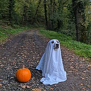 Mao participe au concours pour gagner de l'argent avec cette photo : dog, ghost_costume, pumpkin, forest, path, leaves, autumn, outdoor, nature, tree, costume, pet, animal, fall, holiday, halloween, white_sheet, gravel, cute, seasonal