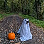 dog, ghost_costume, pumpkin, forest, path, leaves, autumn, outdoor, nature, tree, costume, pet, animal, fall, holiday, halloween, white_sheet, gravel, cute, seasonal