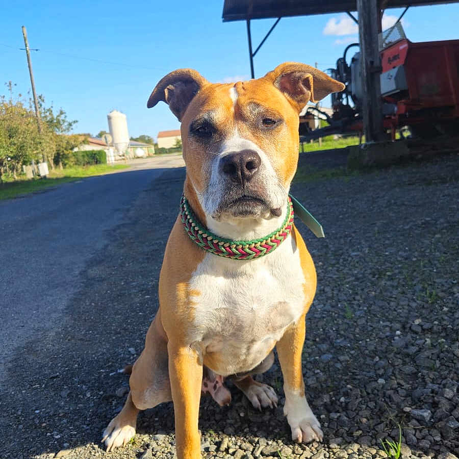Mao participe au concours pour gagner de l'argent avec cette photo : accessories, animal, architecture, building, canine, city, dog, grass, gravel, nature, outdoors, path, pet, plant, road, shelter, soil, strap, street, urban
