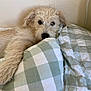 dog, puppy, bed, pillow, blanket, indoor, cozy, resting, fur, cute, pet, animal, sleepy, relaxing, canine, home, soft, comfort, lying_down, checkered_pattern
