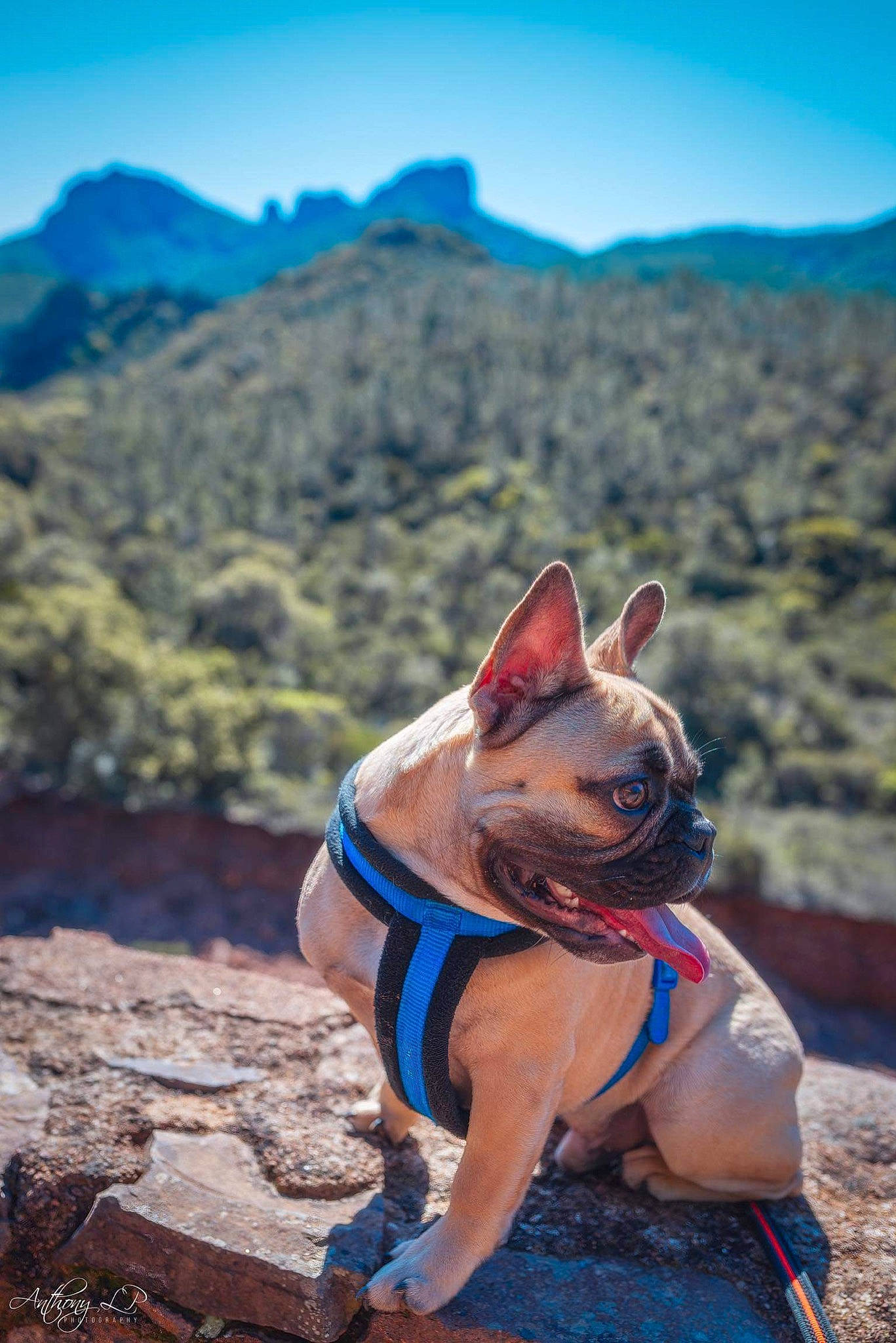 Preston participe au concours pour gagner de l'argent avec cette photo : adventure, canidae, carnivore, collar, dog, dog_breed, dog_clothes, dog_collar, dog_supply, fawn, hill, leash, mammal, mountain_range, pet_supply, ridge, snout, sporting_group, tongue, working_animal