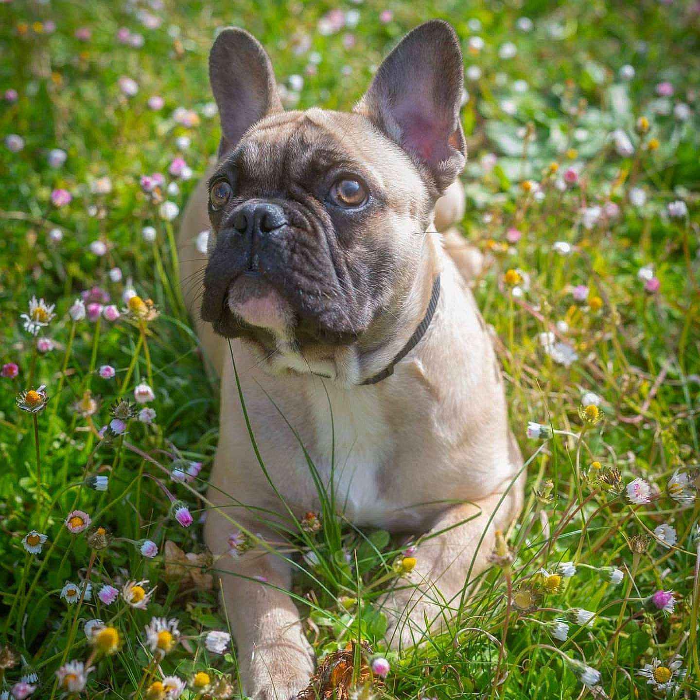 Preston a rejoint le concours — aidez-le/la à gagner de superbes lots ! bulldog, canidae, carnivore, collar, dog, dog_breed, fawn, french_bulldog, grass, groundcover, herbaceous_plant, mammal, meadow, non_sporting_group, snout, spring, toy_dog, wildflower, working_animal, wrinkle