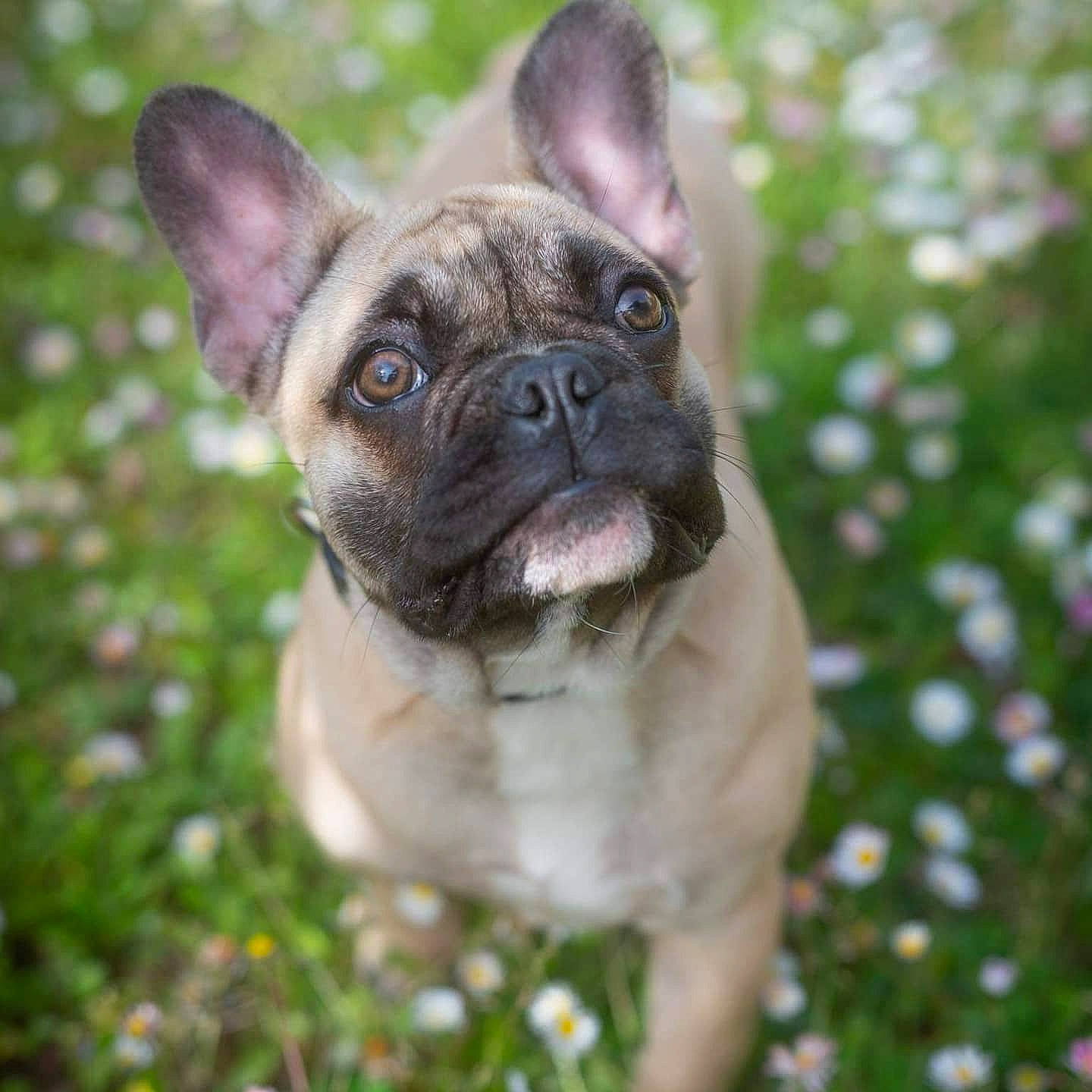 Preston participe au concours pour gagner de l'argent avec cette photo : bulldog, canidae, carnivore, collar, dog, dog_breed, fawn, french_bulldog, mammal, non_sporting_group, organ, pug, puppy, skin, snout, terrestrial_animal, toy_dog, vertebrate, whiskers, working_animal