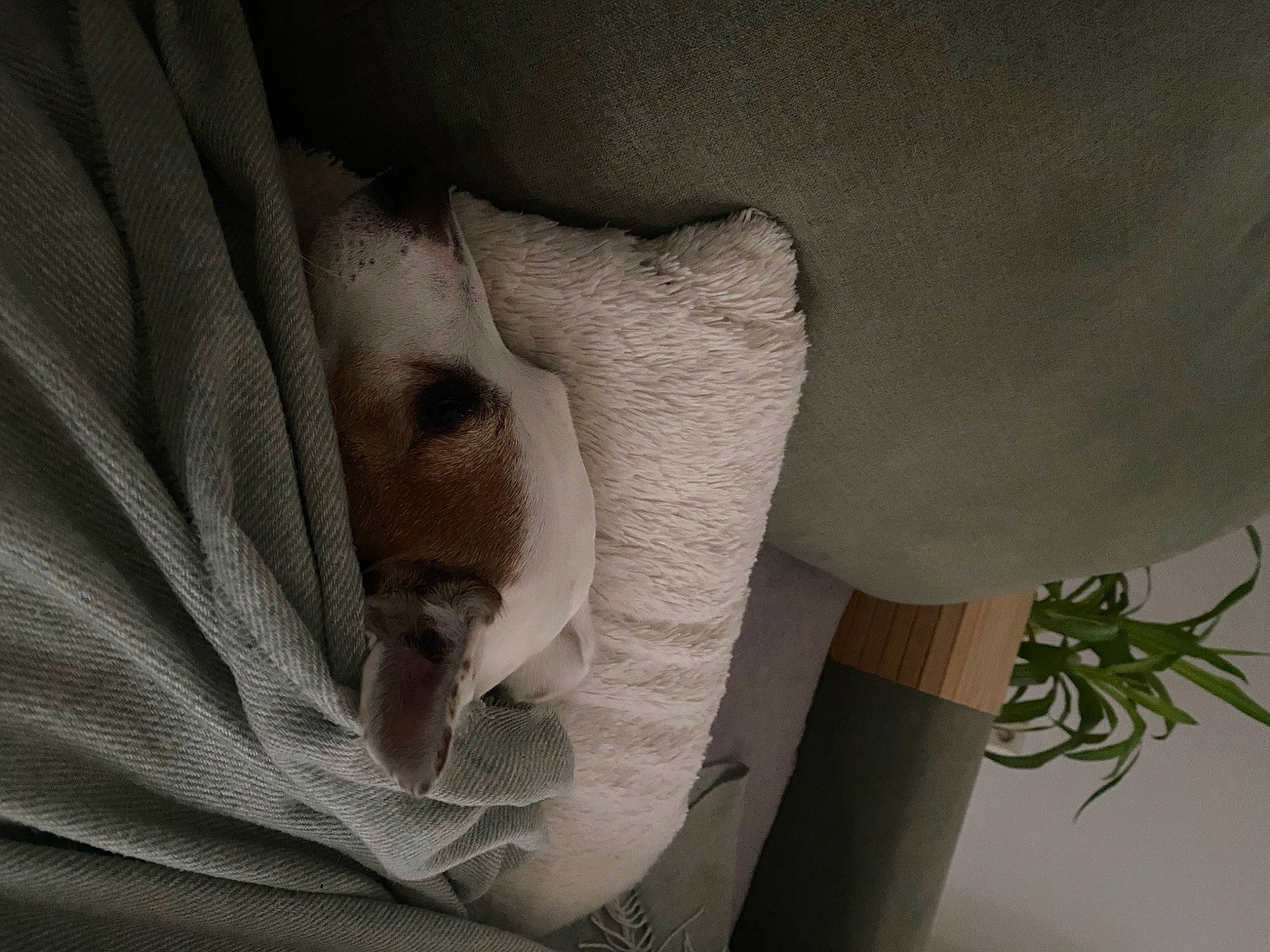 Izak participe au concours pour gagner de l'argent avec cette photo : abdomen, beard, chest, comfort, elbow, eyelash, flesh, fur, linens, monochrome_photography, paper, petal, plant, room, textile, whiskers, wrinkle
