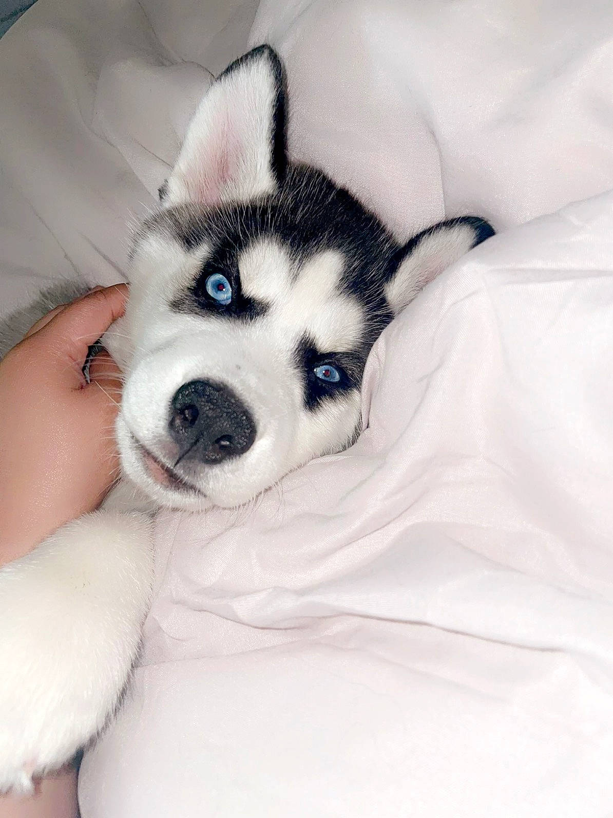 Haven is registered to the contest to win money with this photo: canidae, canis, carnivore, comfort, companion_dog, dog, dog_breed, eyelash, fawn, fur, jaw, paw, siberian_husky, sled_dog, smile, snout, sporting_group, terrestrial_animal, whiskers, working_animal