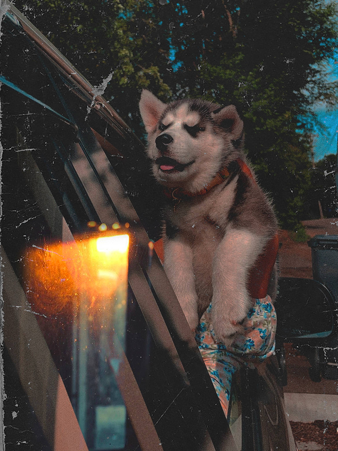 Haven is registered to the contest to win money with this photo: art, costume, darkness, event, fawn, felidae, fictional_character, fur, graffiti, metal, night, sky, small_to_medium_sized_cats, snout, street_fashion, tail, tree, visual_arts, whiskers