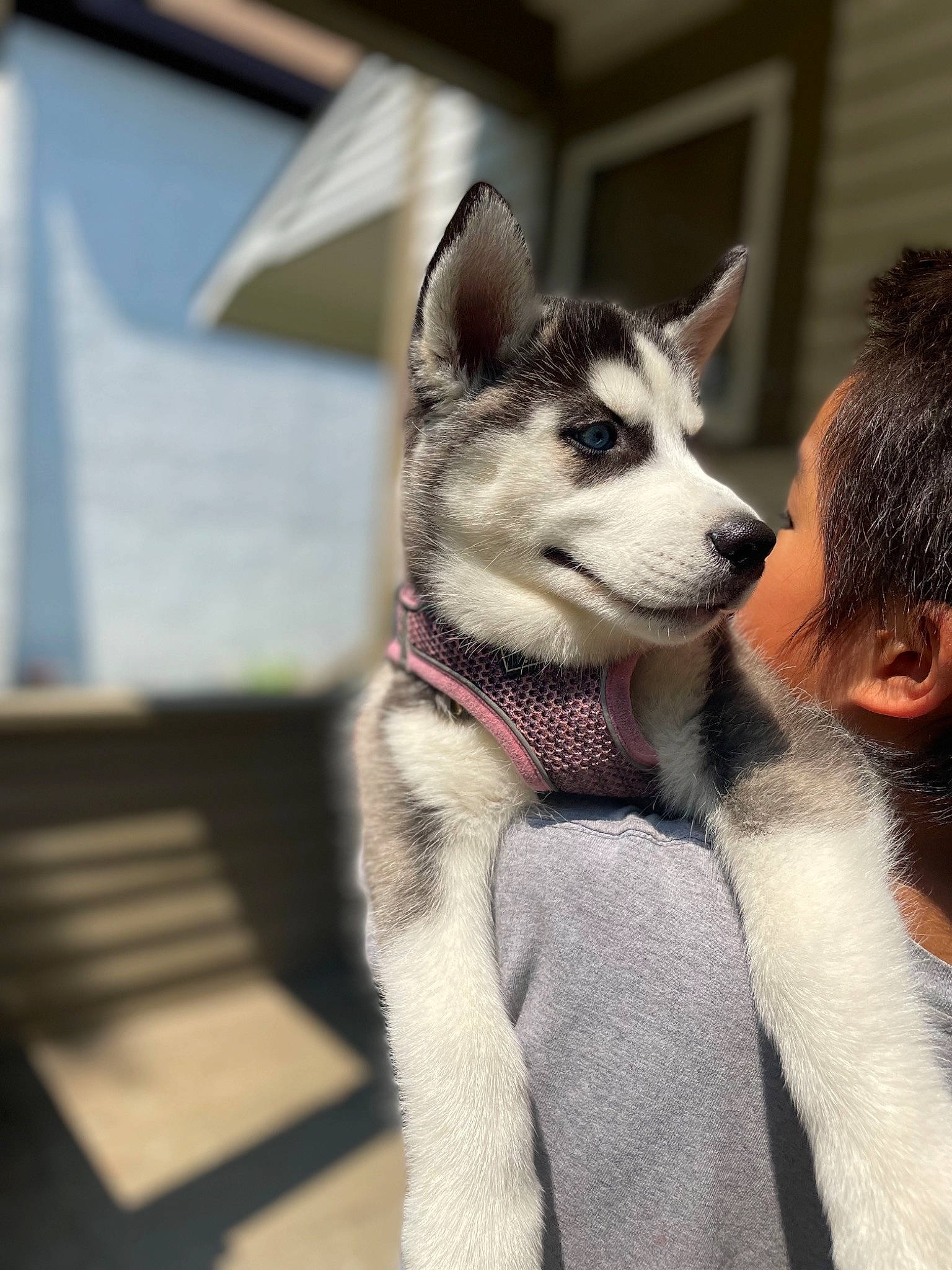 Haven is registered to the contest to win money with this photo: canidae, carnivore, collar, companion_dog, dog, dog_breed, fashion_accessory, fawn, fur, grey, non_sporting_group, siberian_husky, sled_dog, snout, sporting_group, terrestrial_animal, whiskers, window, working_animal, working_dog