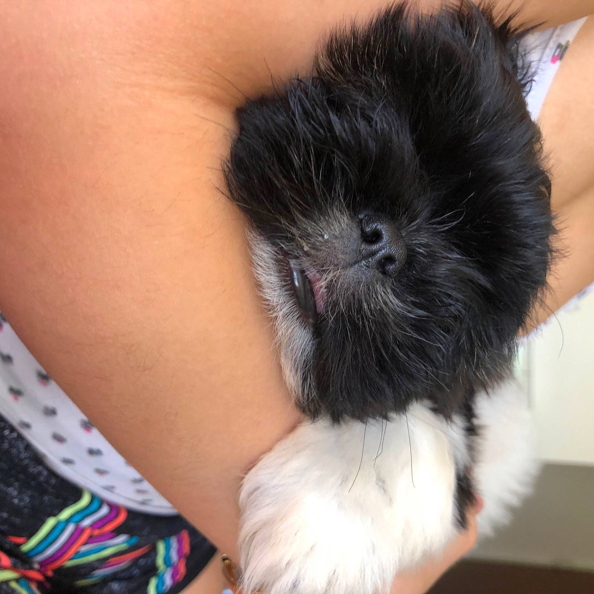 Sky joined the competition — help win amazing prizes! black_hair, canidae, carnivore, chinese_imperial_dog, dog, dog_breed, ear, fur, skin, whiskers