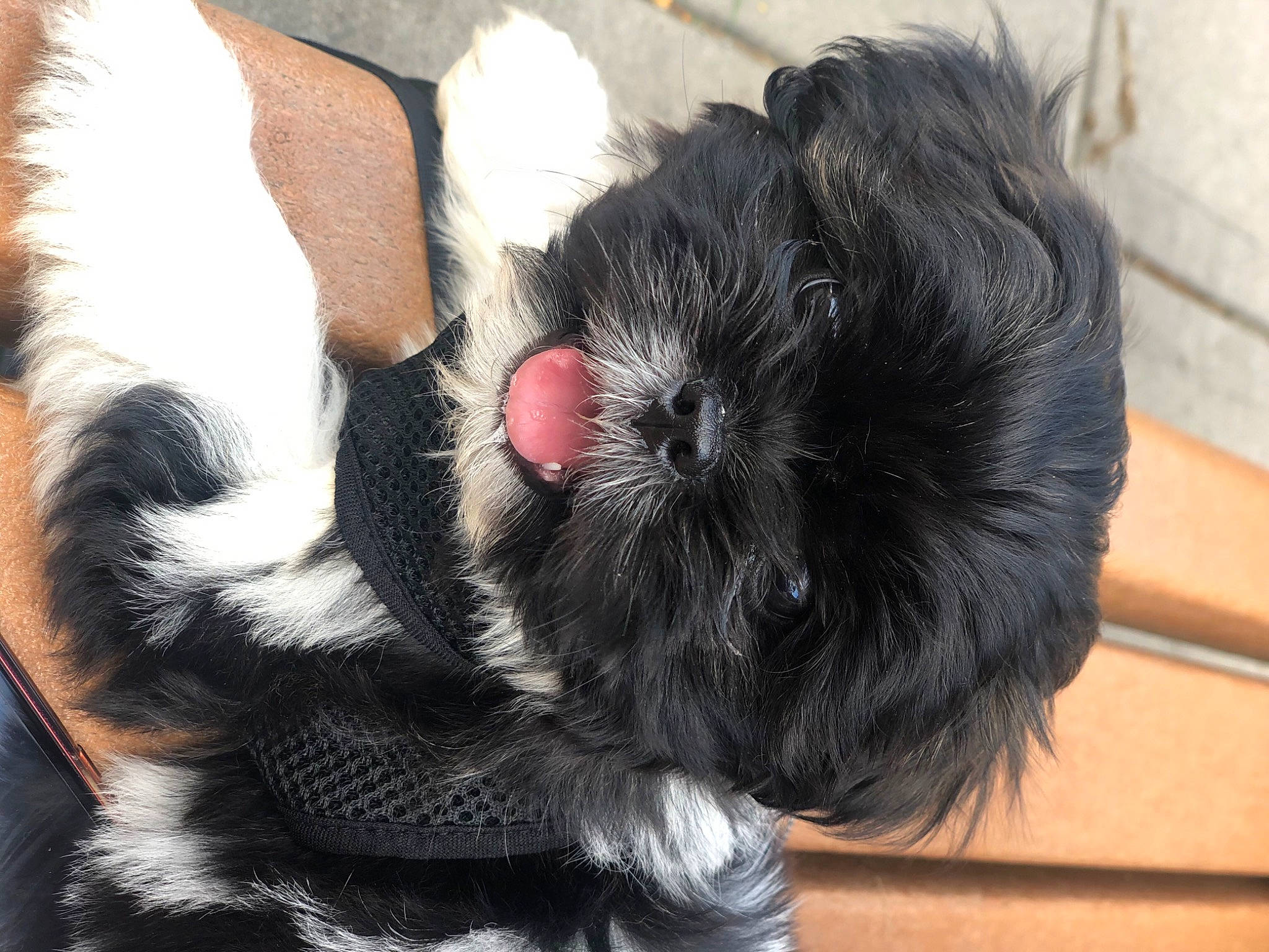 Sky is registered to the contest to win money with this photo: affenpinscher, canidae, carnivore, companion_dog, dog, dog_breed, ear, lhasa_apso, liver, mammal, non_sporting_group, puppy, schapendoes, shih_tzu, sporting_group, tail, tibetan_terrier, toy_dog, vertebrate