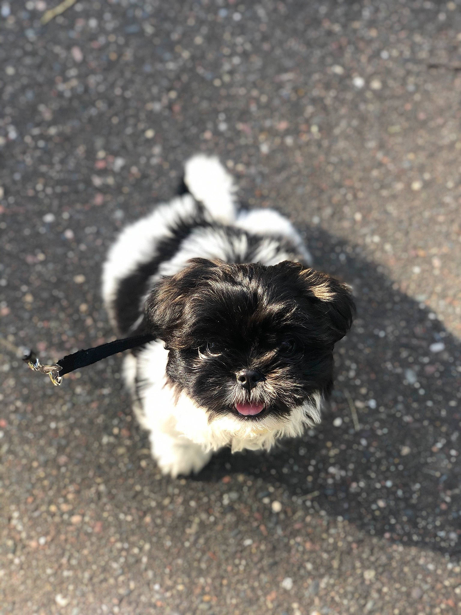 Sky is registered to the contest to win money with this photo: affenpinscher, bolonka, canidae, carnivore, chinese_imperial_dog, companion_dog, dog, dog_breed, havanese, kyi_leo, lhasa_apso, mal_shi, maltepoo, mammal, puppy, rare_breed_dog, shih_poo, shih_tzu, sporting_group, toy_dog