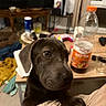 Mey Deguilly a rejoint le concours — aidez-le/la à gagner de superbes lots ! puppy, dog, black_dog, indoor, table, bottle, iced_tea, glass, furniture, living_room, person, paws, curious, closeup, clutter, background, window, curtain, wooden_table, soft_lighting