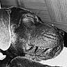 dog, sleeping, black_and_white, close_up, paw, fur, wood, resting, pet, indoors, animal, calm, nostalgic, timestamp, collar, relaxation, quiet, snout, whiskers, portrait