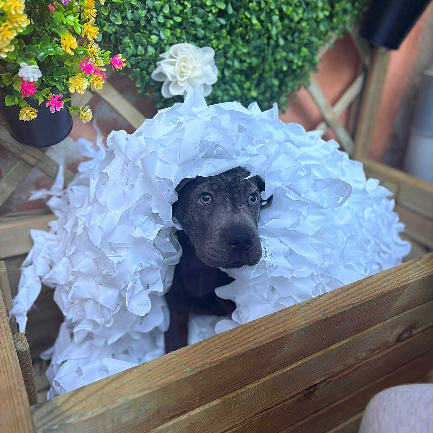 Mey Deguilly a rejoint le concours — aidez-le/la à gagner de superbes lots ! puppy, dog, black_dog, wooden_box, blanket, fabric, flowers, greenery, plant, pet, cute, outdoor, nature, wood, animal, young_dog, curious, sitting, colorful, garden