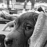 Mey Deguilly a rejoint le concours — aidez-le/la à gagner de superbes lots ! puppy, dog, blanket, close_up, indoor, soft_texture, fur, animal, cute, pet, portrait, cozy, resting, snuggle, warm, black_and_white, calm, face, eyes, nose