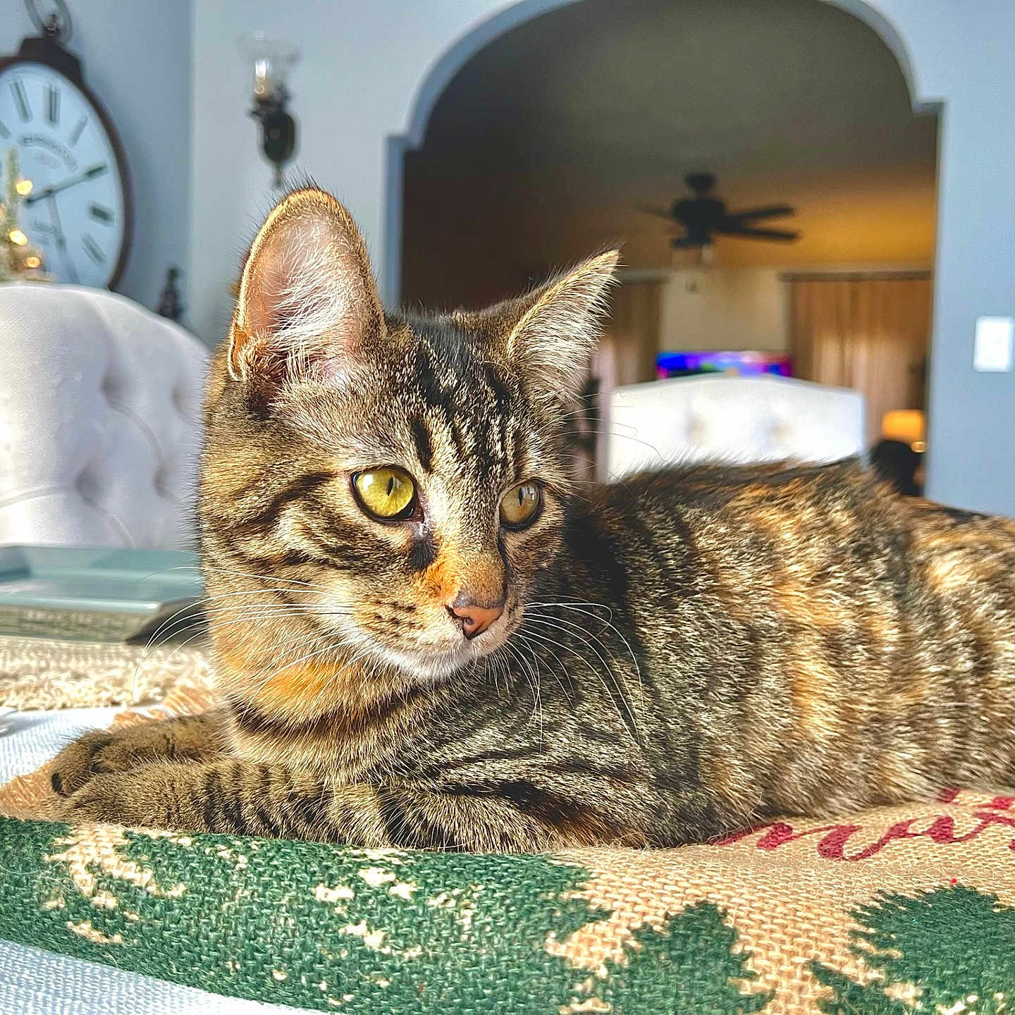 Autumn joined the competition — help win amazing prizes! abyssinian, analogclock, animal, appliance, architecture, building, cat, ceilingfan, clock, clocktower, couch, device, electricaldevice, furniture, indoors, kitten, livingroom, manx, pet, tower