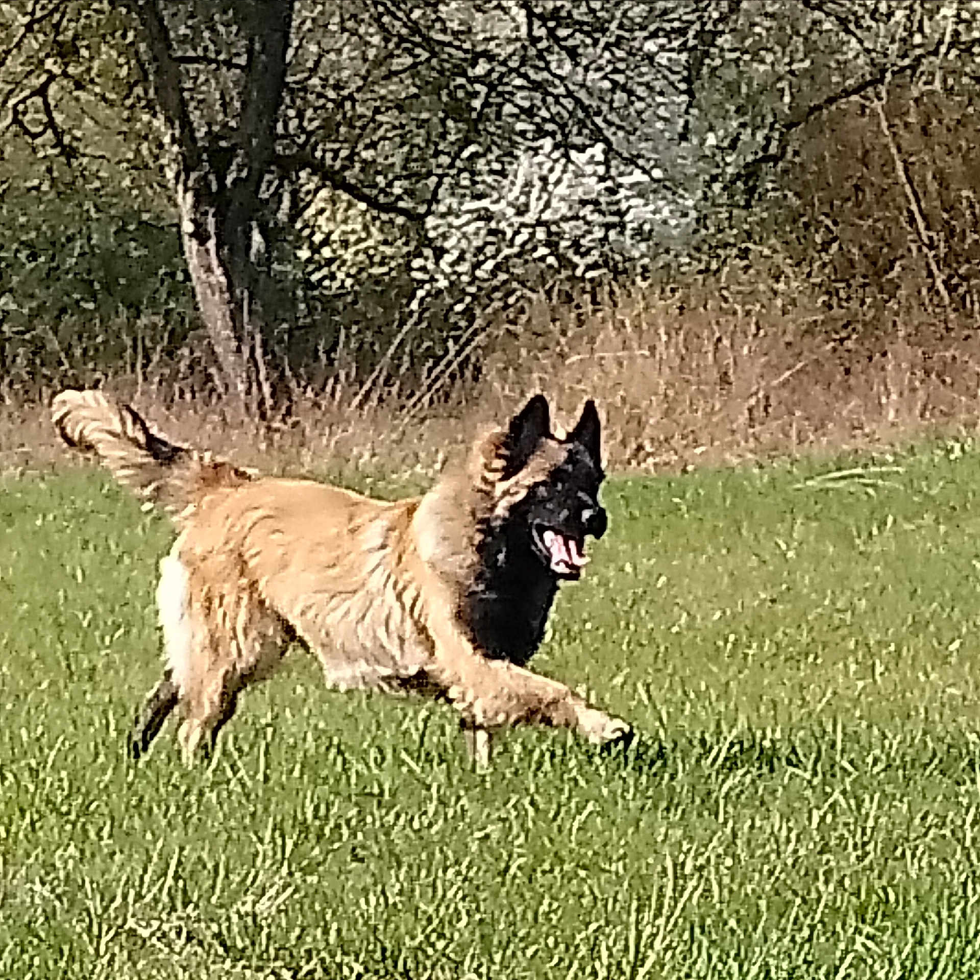 Otello