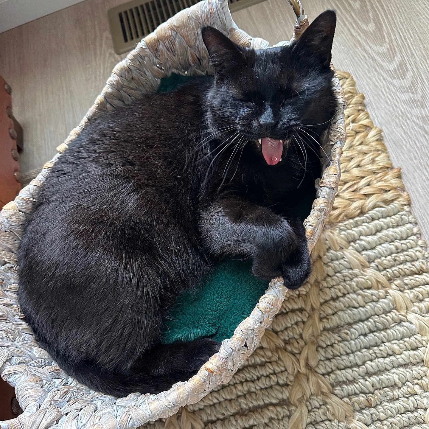 Pocus joined the competition — help win amazing prizes! animal, basket, black_cat, cat, cozy, cute, domestic_cat, feline, floor, fur, home, indoor, paw, pet, relaxed, resting, rug, texture, woven_basket, yawning
